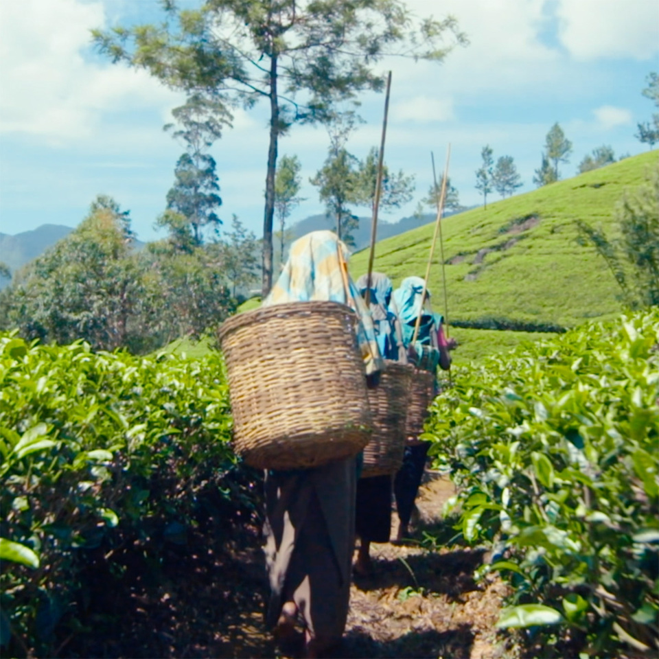 Module 3 – Traditional Tea Manufacturing